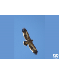 گونه عقاب صحرایی Aquila nipalensis